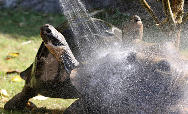 Dusche für die Galapagos-Riesenschildkröten im Zoo