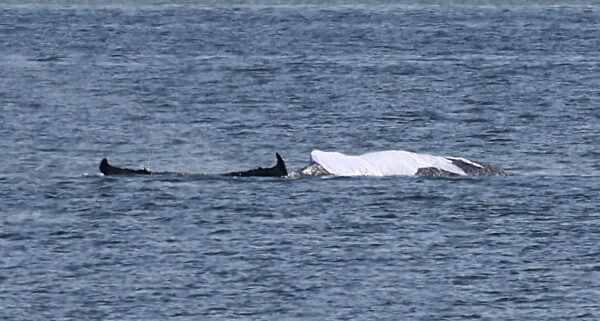 Rettungsaktion für den Buckelwal