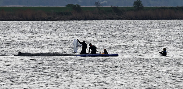 Rettungsaktion für den Buckelwal