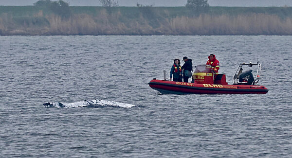 Rettungsaktion für den Buckelwal