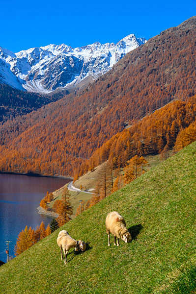 Suedtirol Schnalstal Vernagt Herbst