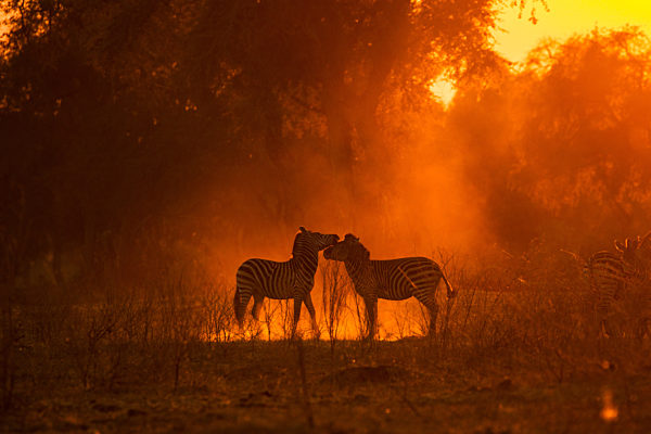 Burchell's Zebras (Equus burchelli) in dusty Mana Pools National Park, Zimbabwe