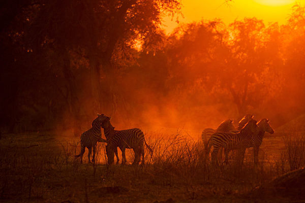 Burchell's Zebras (Equus burchelli) in dusty Mana Pools National Park, Zimbabwe