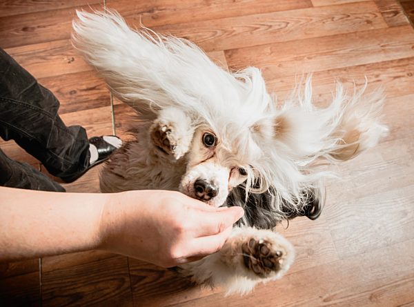 Dog jumping up to reach treat in owners hand, overhead view