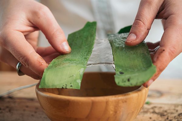 Close-up of woman holding the pulp of the pods of an aloe vera