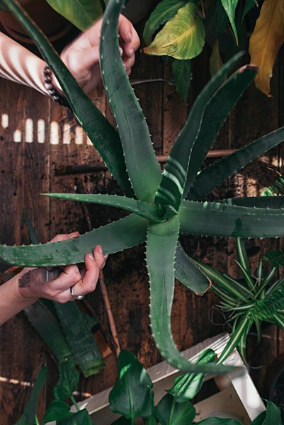 Woman caring for an aloe vera