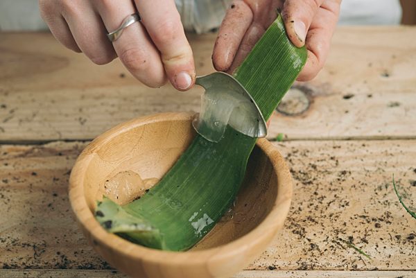 Close-up of woman removing the pulp of the pods of an aloe vera with a spoon
