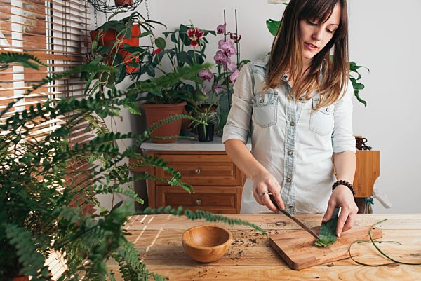 Woman cutting the pods of an aloe vera
