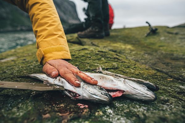 Norway, Lofoten, Moskenesoy, Young men cleaning freshly caught fish at Horseid Beach