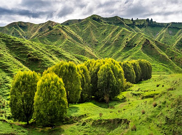 New Zealand, North Island, Manawatu-Wanganui Region, landscape