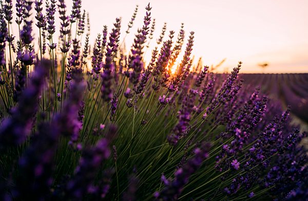 France, Alpes-de-Haute-Provence, Valensole, lavender blossoms on field at sunset