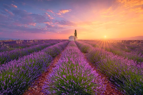 France, Alpes-de-Haute-Provence, Valensole, lavender field at twilight