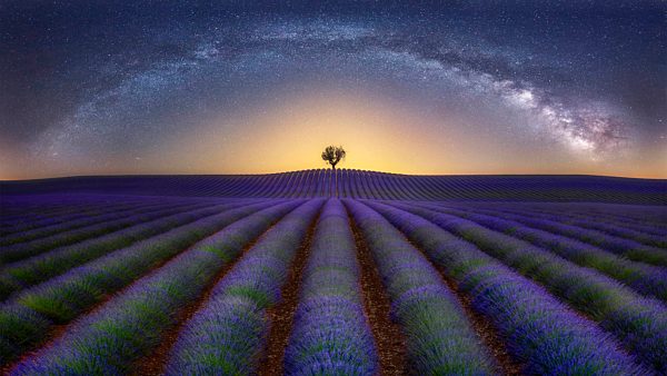 France, Alpes-de-Haute-Provence, Valensole, lavender field under milky way
