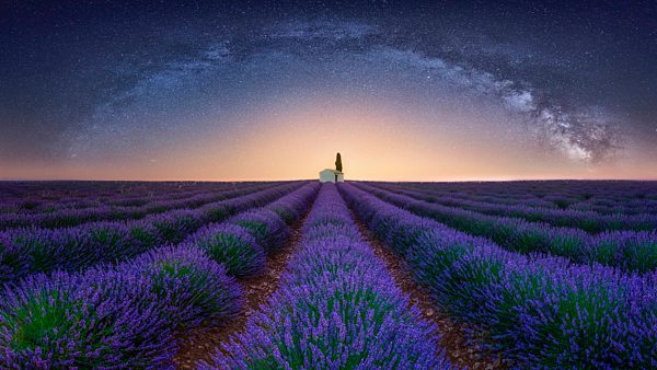 France, Alpes-de-Haute-Provence, Valensole, lavender field under milky way