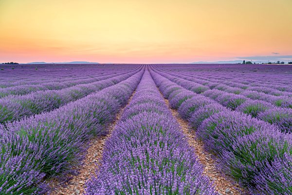 France, Alpes-de-Haute-Provence, Valensole, lavender field at twilight