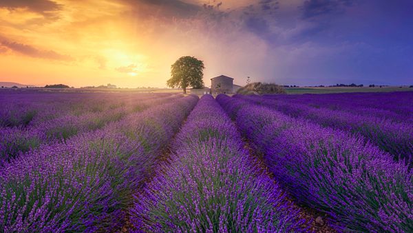 France, Alpes-de-Haute-Provence, Valensole, lavender field at twilight