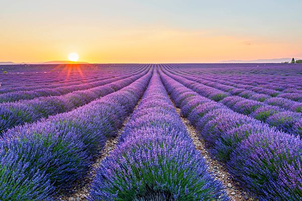 France, Alpes-de-Haute-Provence, Valensole, lavender field at twilight