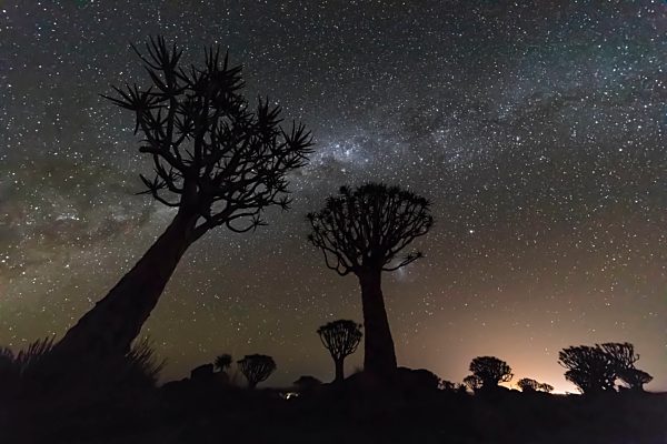 Africa, Namibia, Keetmanshoop, Quiver Tree Forest at night, milky way