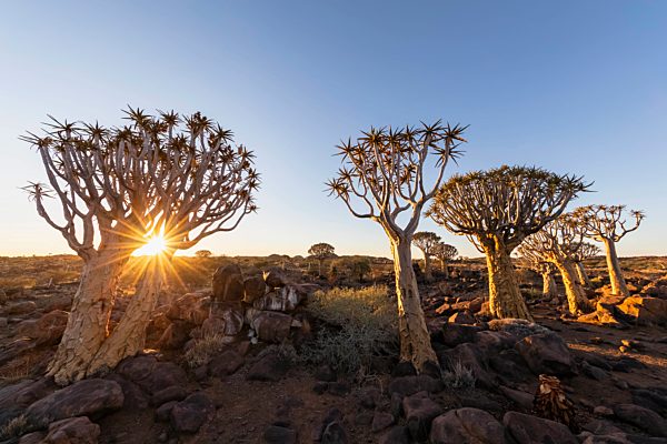Africa, Namibia, Keetmanshoop, Quiver Tree Forest at sunset