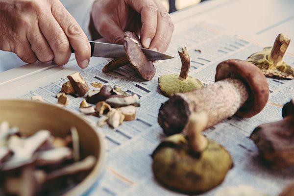 Man's hand cutting bay bolete