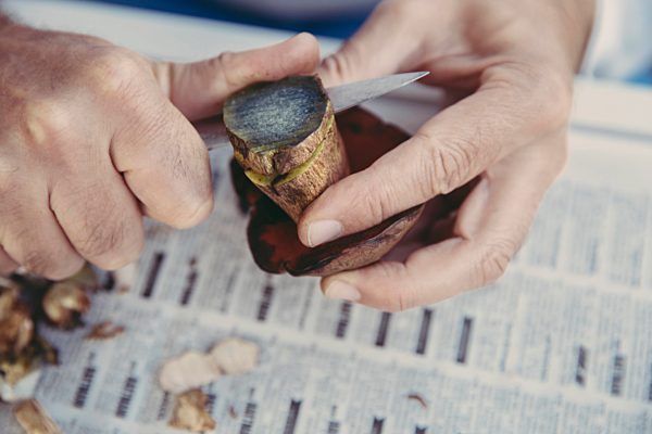 Man's hand cutting scarletina bolete
