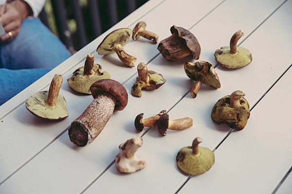 Collection of edible wild mushrooms on table