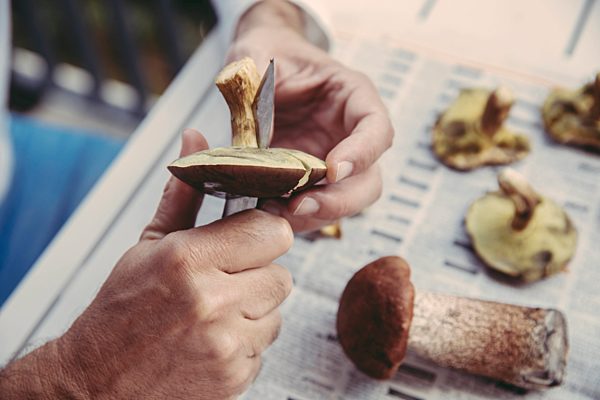 Man's hand cutting bay bolete