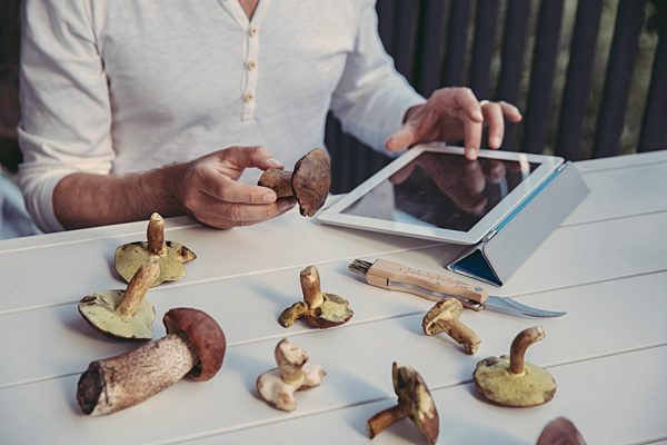 Man's hand holding scarletina bolete while reading information on digital tablet