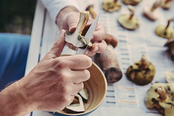 Man's hand slicing bay bolete
