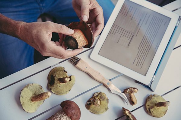 Man's hand holding scarletina bolete while reading information on digital tablet