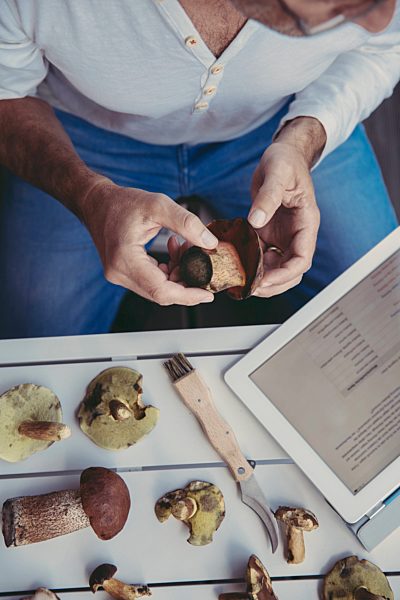 Man's hand holding scarletina bolete while reading information on digital tablet