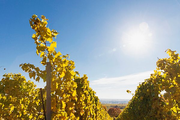 Germany, Rhineland-Palatinate, vineyards in autumn colours, German Wine Route