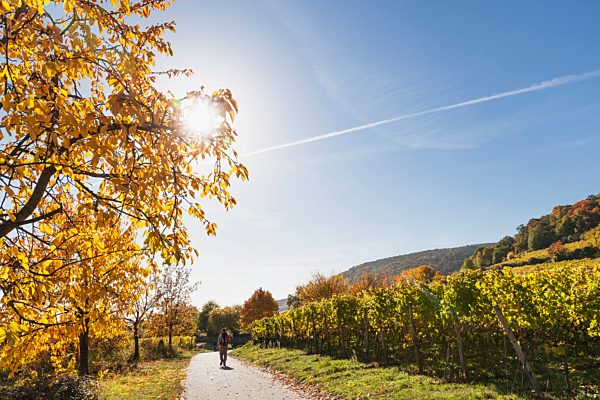 Germany, Rhineland Palatinate, Pfalz, hiker on wine-route-hiking-trail, vineyards and cherry trees in autumn colours