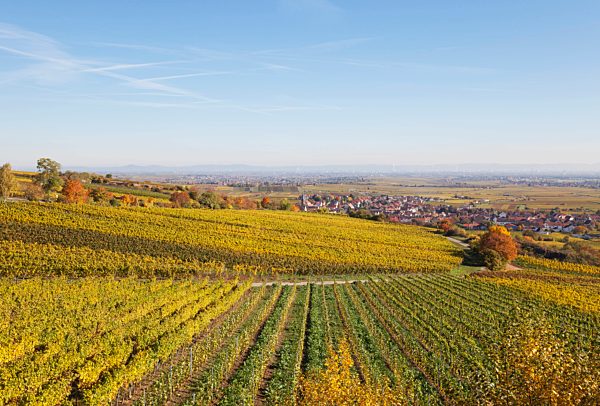 Germany, Rhineland-Palatinate, Kallstadt, vineyards in autumn colours, German Wine Route