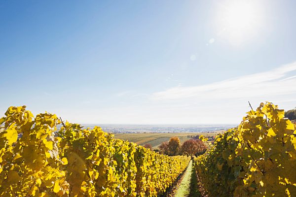 Germany, Rhineland-Palatinate, vineyards in autumn colours, German Wine Route