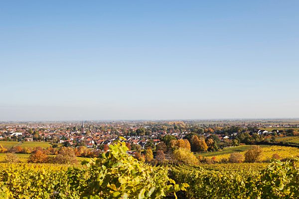 Germany,Rhineland-Palatinate, Pfalz, Deidesheim, German Wine Route, vineyards in autumn colours, Ludwigshafen in distance