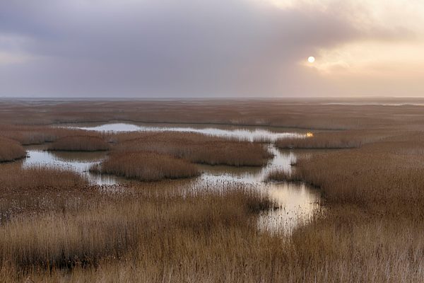 France, Le Havre, Seine River marsh with reed grass at sunrise