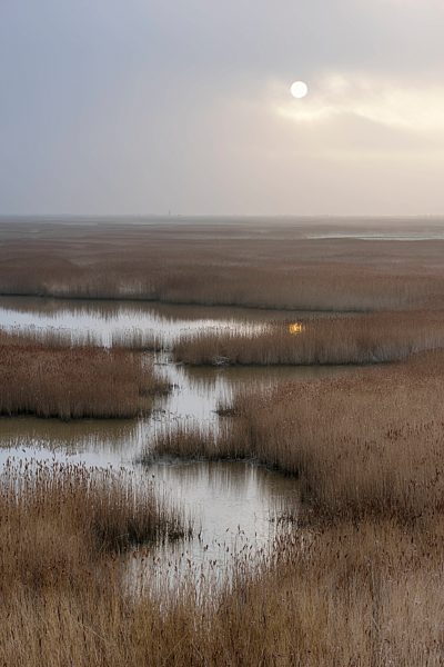 France, Le Havre, Seine River marsh with reed grass at sunrise