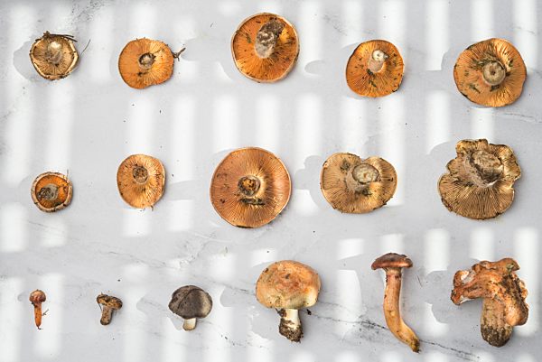 Different edible mushrooms, top view on marble