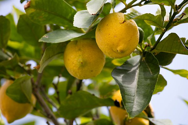 Germany, Rhineland-Palatinate, Bad Duerkheim, lemon tree