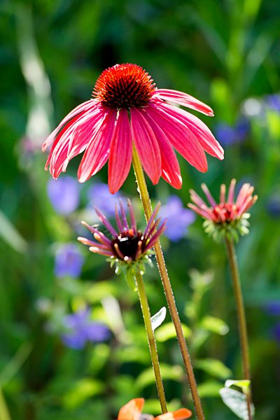 Botanic Garden, pink coneflower