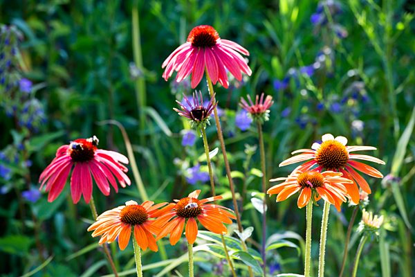 Botanic Garden, honeybees on coneflowers