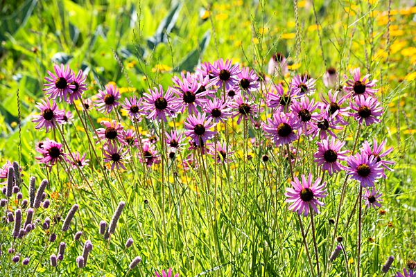 Botanic Garden, purple coneflowers