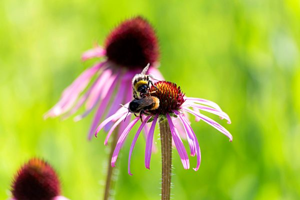 Botanic Garden, honeybees on purple coneflower