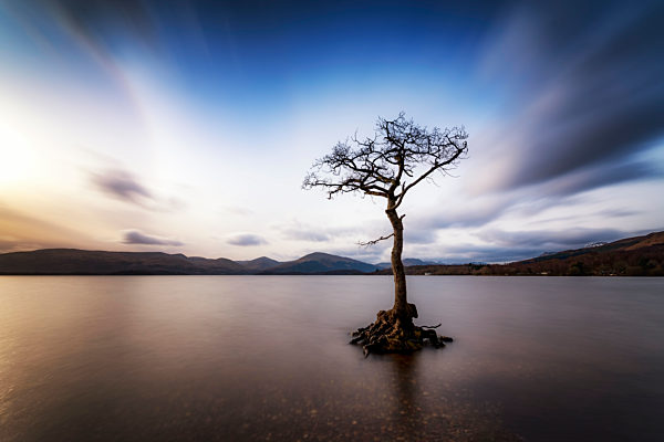 Great Britain, Scotland, Loch Lomond, Milarrochy Bay, Lone tree