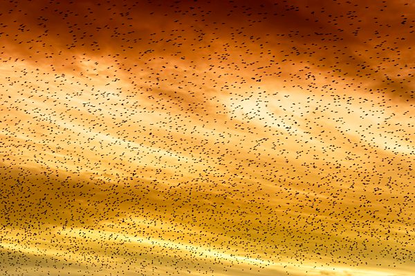 Great Britain, Dumfries and Galloway, flock of common starling, Sturnus vulgaris, at sunset