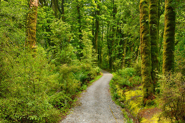 Footpath through rainforest. The Blue Pools walking track on the Haast Highway, South Island, New Zealand