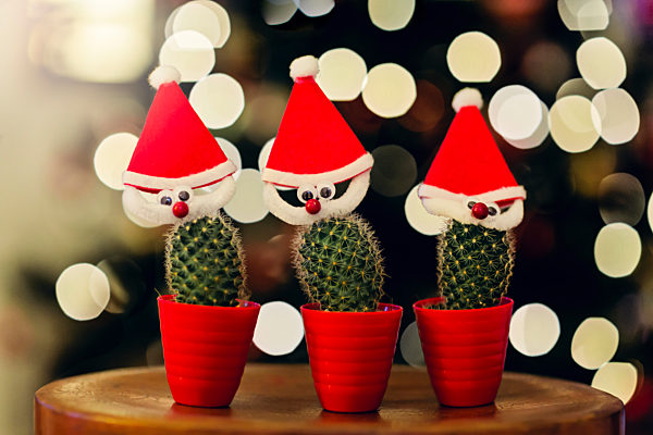 Three Santa Claus cacti