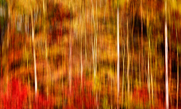 Blurred autumn forest