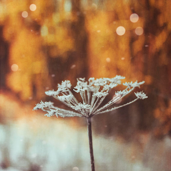 Dried frozen ground elder